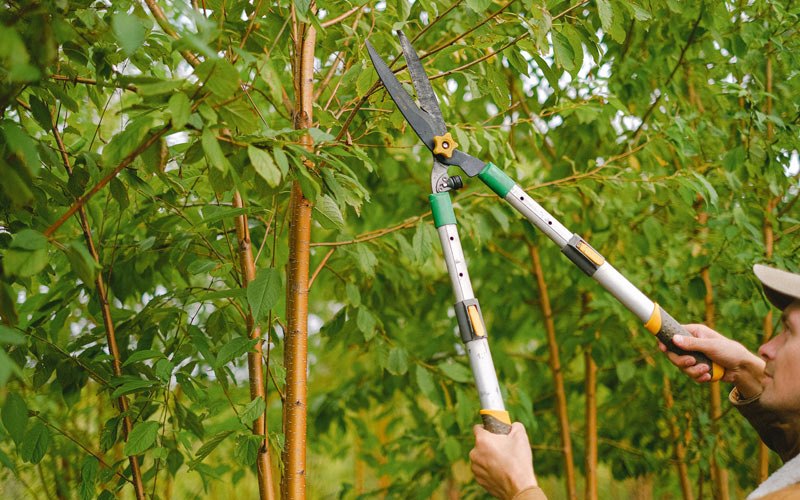 Tree trimming in Pepin, WI
